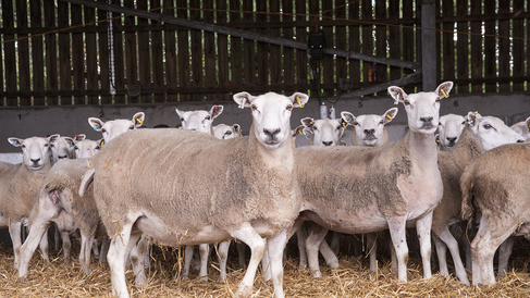 Image of sheep at University Farm