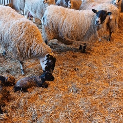 Ewe with quads