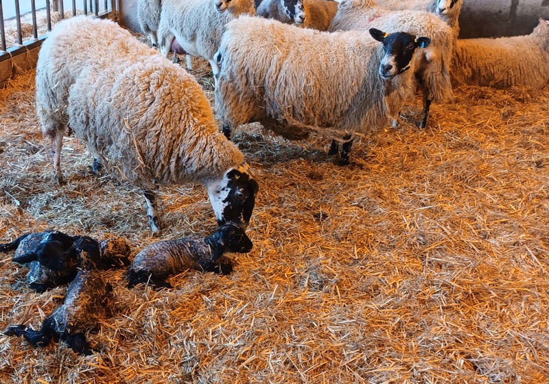 Ewe with quads