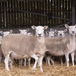 Sheep