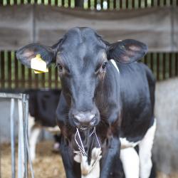 Cow