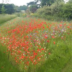 Wildflower meados