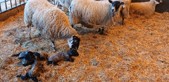 Ewe with quads