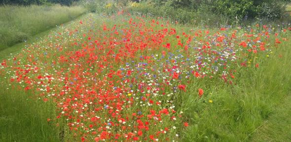Wildflower meados