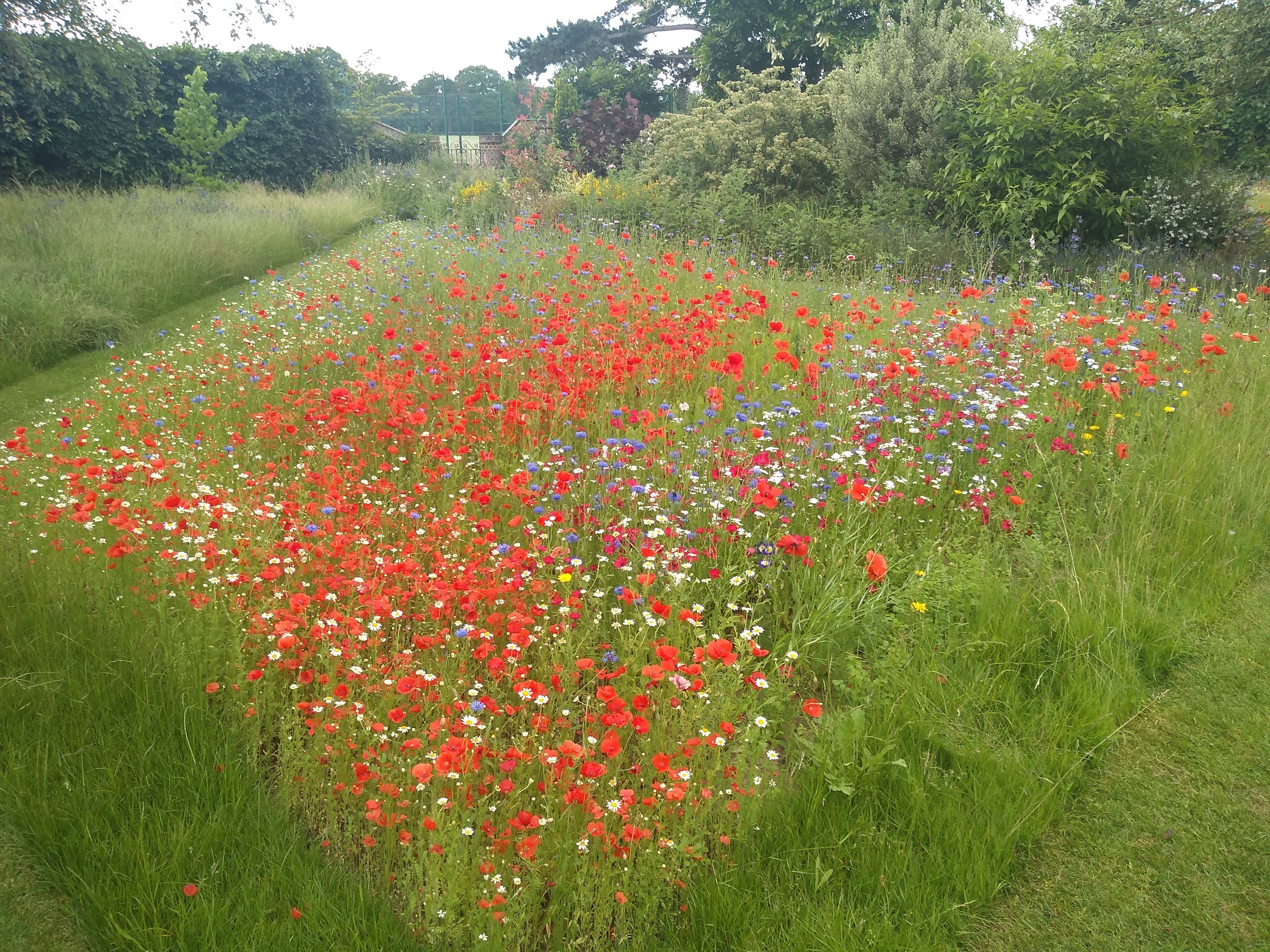 Wildflower meados
